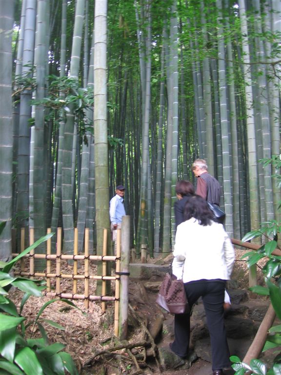 bambus001.jpg 