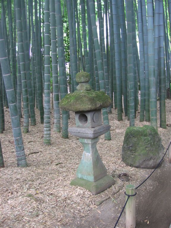 bambus002.jpg 